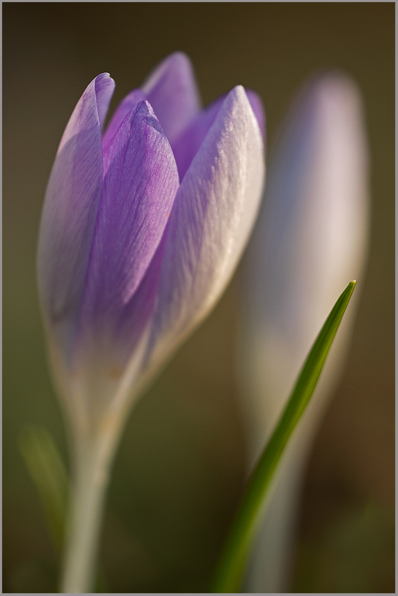 Und noch ein Krokus