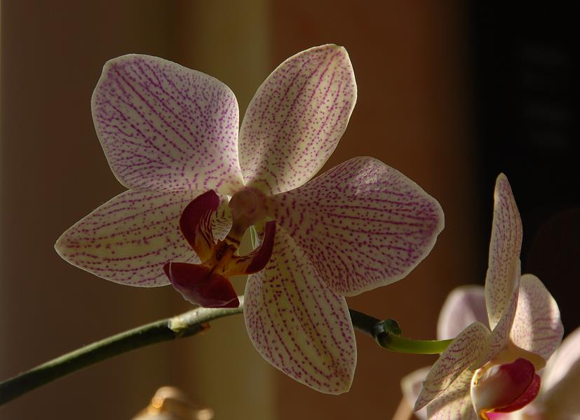 Orchidee im Sonnenlicht