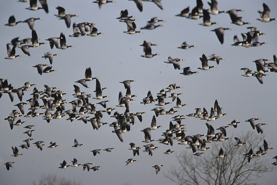 Weißwangengänse (Branta leucopsis) im Flug