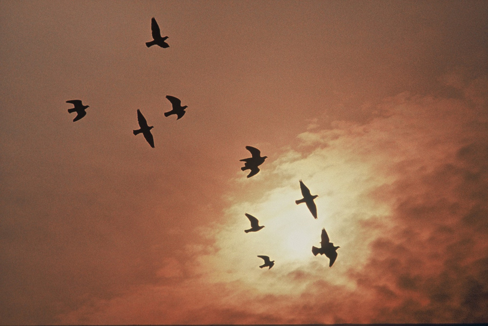 Tauben am "Abendhimmel"