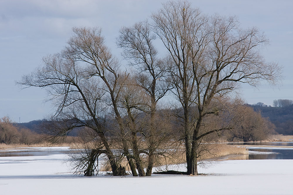 Winter an der Oder