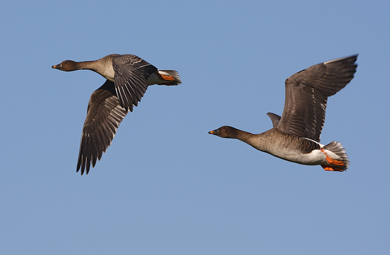 Saatgänse im Flug