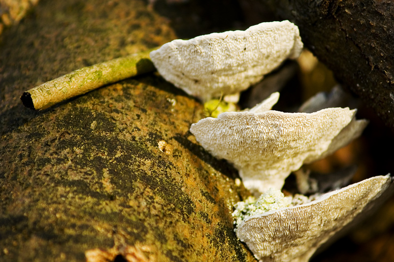 Vom Pilz befallen