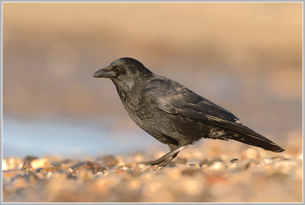 Rabenkrähe (Corvus corone)