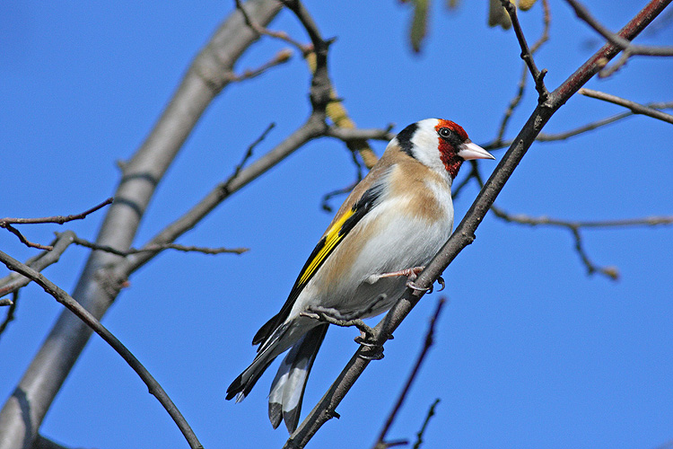 carduelis carduelis