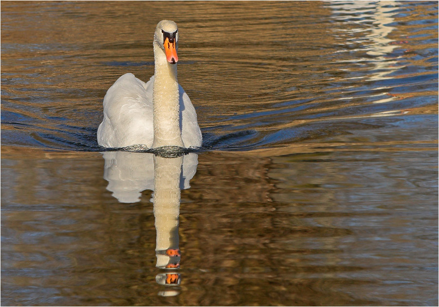 Höckerschwan