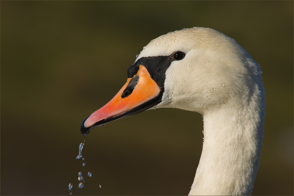 Höckerschwan