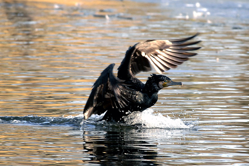 Kormoran bei der Landung