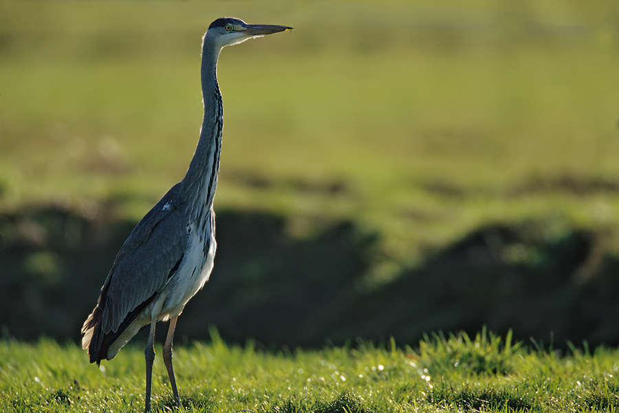 Graureiher (Ardea cinerea) im harten Gegenlicht