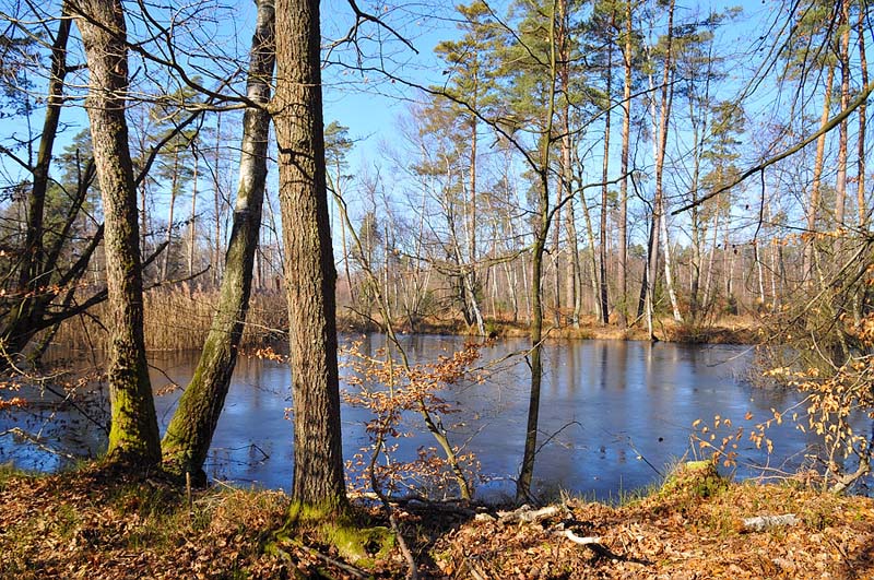 Ein kleiner Teich im Wald