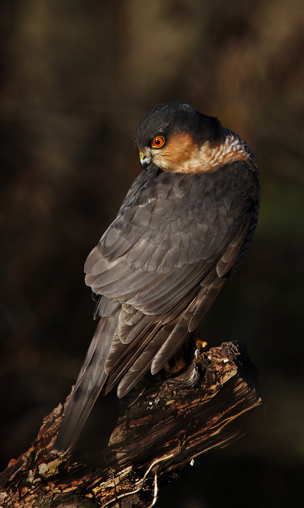 Sperber statt Eisvogel