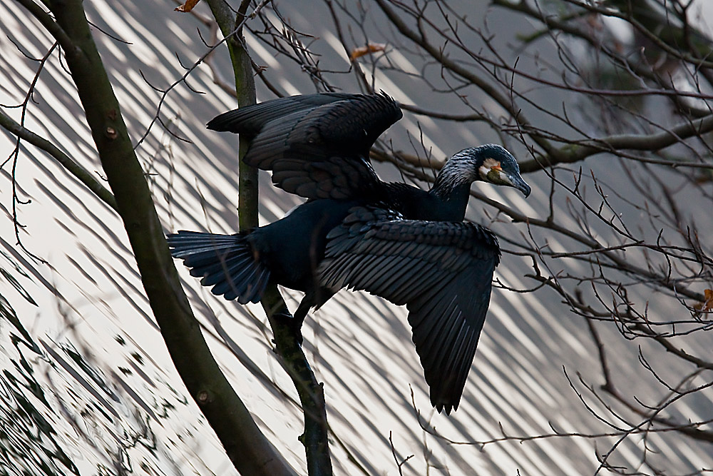 Kormoran im Abendlicht