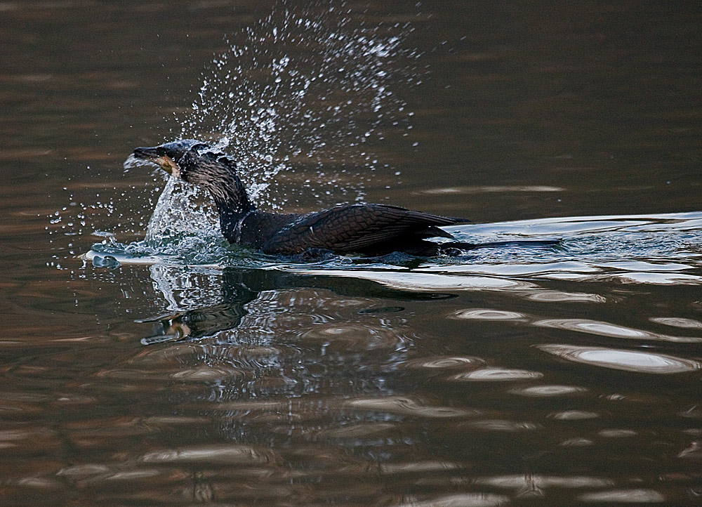 Kormoran im Abendlicht