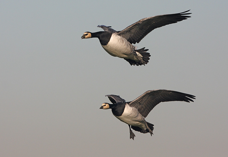 Weißwangengänse im Landeanflug