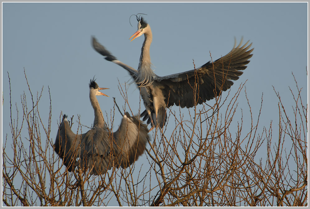 Graureiher (Ardea cinerea)