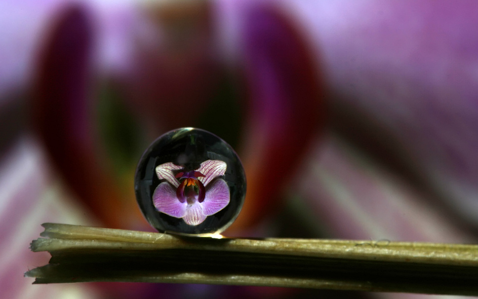 Phalaenopsis