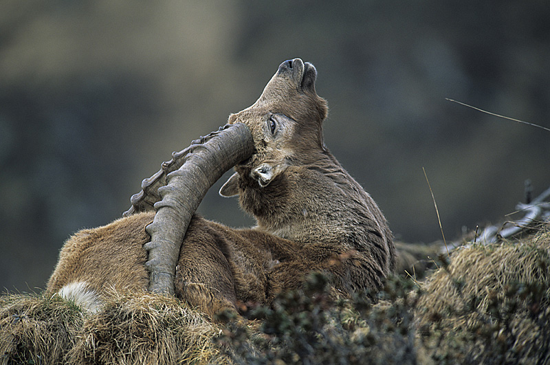 Alpensteinbock (Capra ibex)