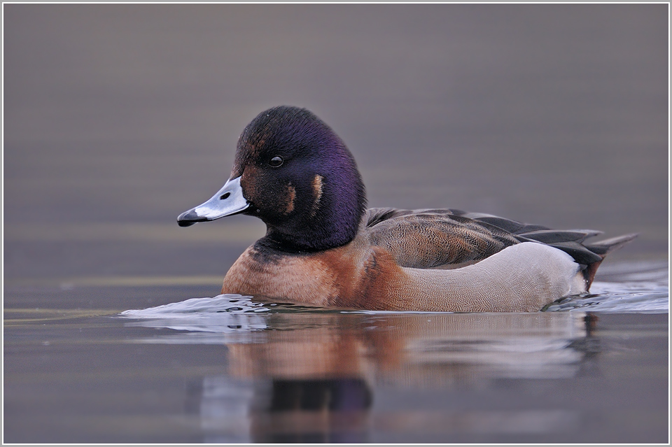 Enten-Rätsel (Teil 2)