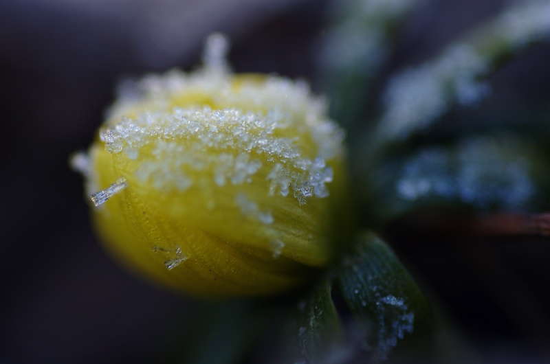 Winter - ling :-)