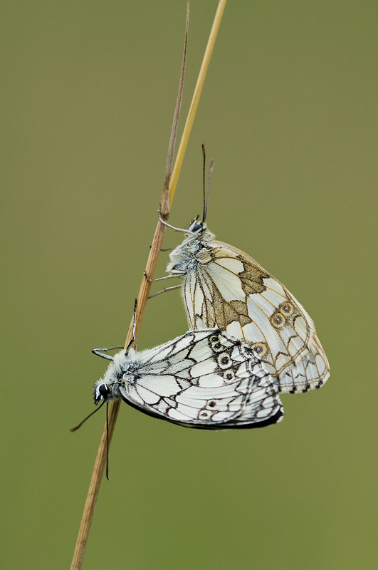 Schachbrettfalter Sommer 2007