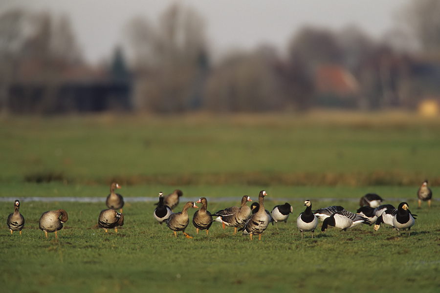 Bläßgänse (Anser albifrons) und Weißwangengänse (Branta leucopsis) im Rheiderland