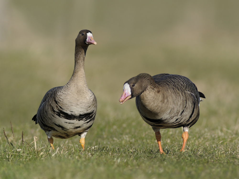 Bläßgans (Anser albifrons)