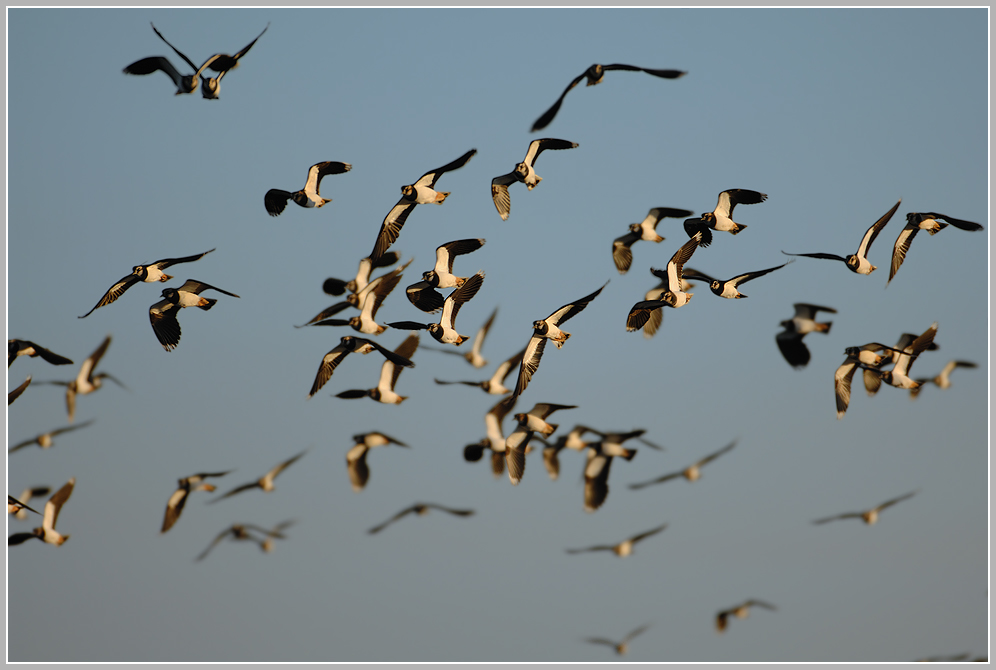 Kiebitz (Vanellus vanellus)