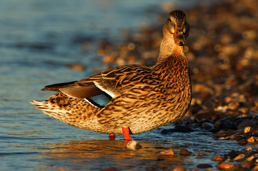 Stockente (Anas platyrhynchos)