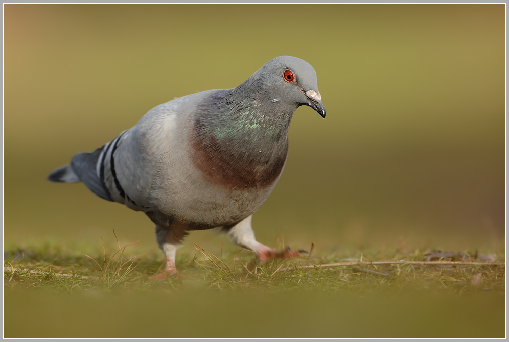 Felsentaube (Strassentaube) (Columba livia)