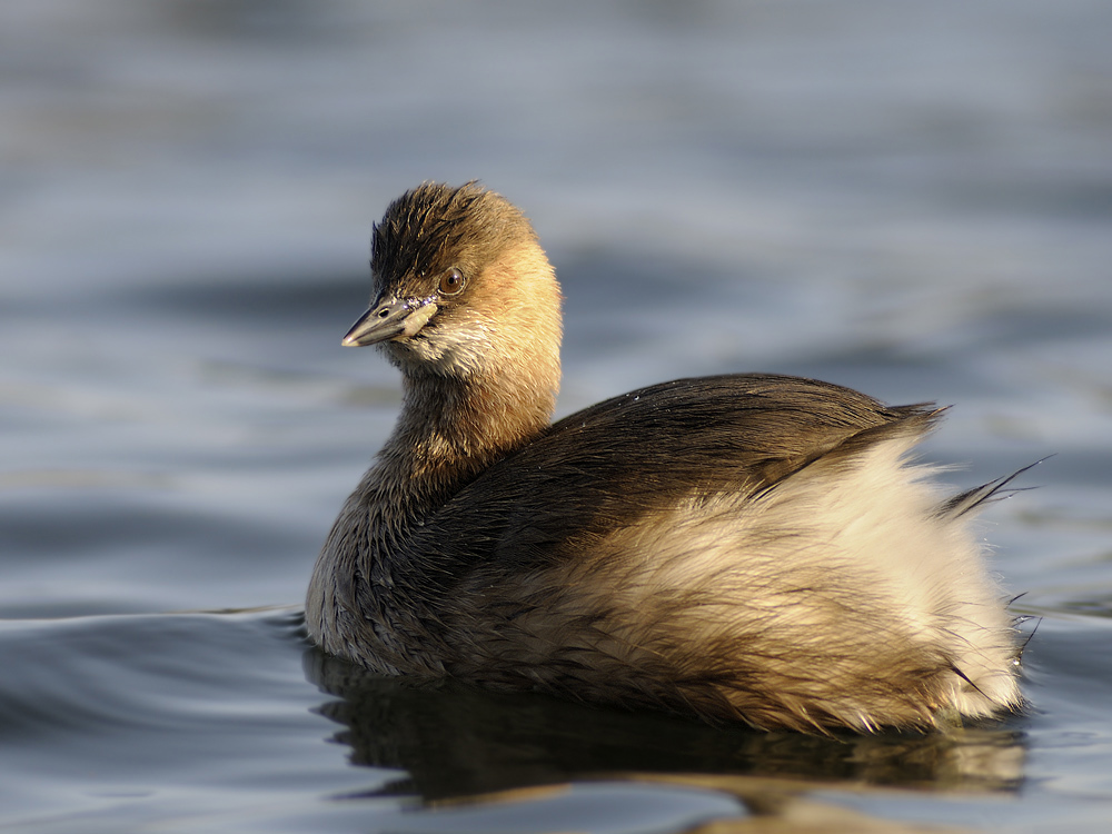 Zwergtaucher(Tachybaptus ruficollis)