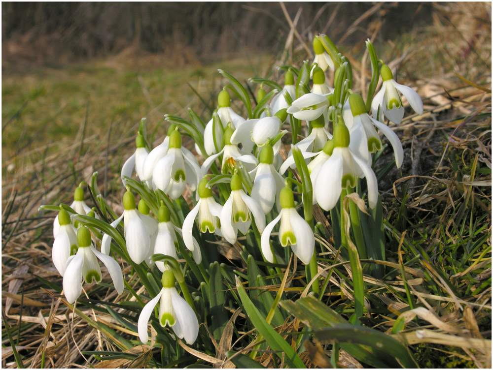 "Schnee-Durchbohrer"