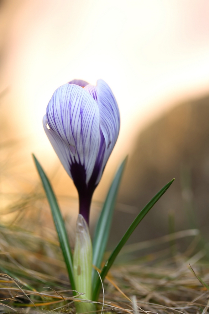 Krokus im Schatten der Abendsonne