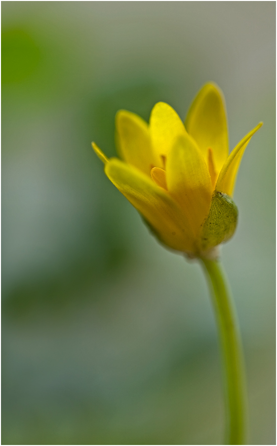 Scharbockskraut (Ranunculus ficaria)