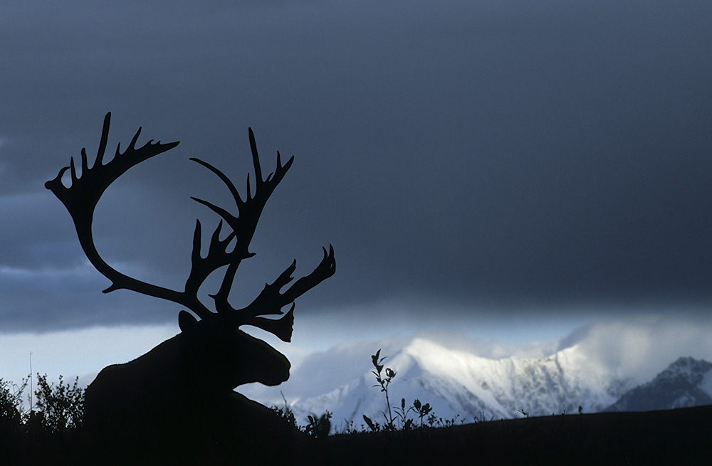 Karibulle vor Alaska Range