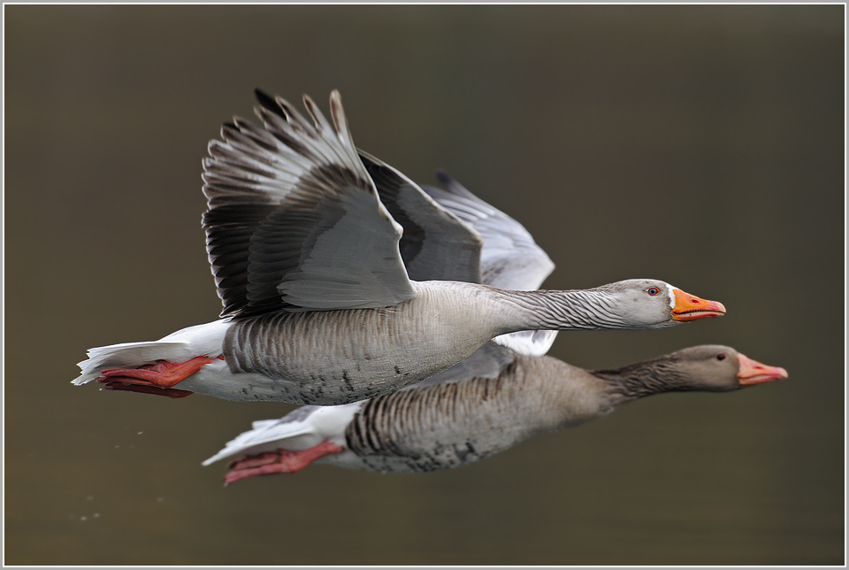 ??-Gänse im Formationsflug