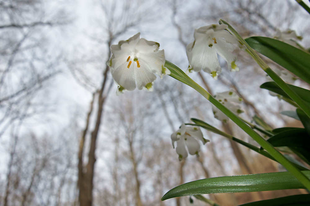 Märzenbecher (Leucojum vernum)