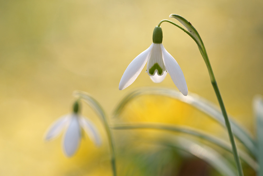 Schneeglöckchen (Galanthus nivalis)