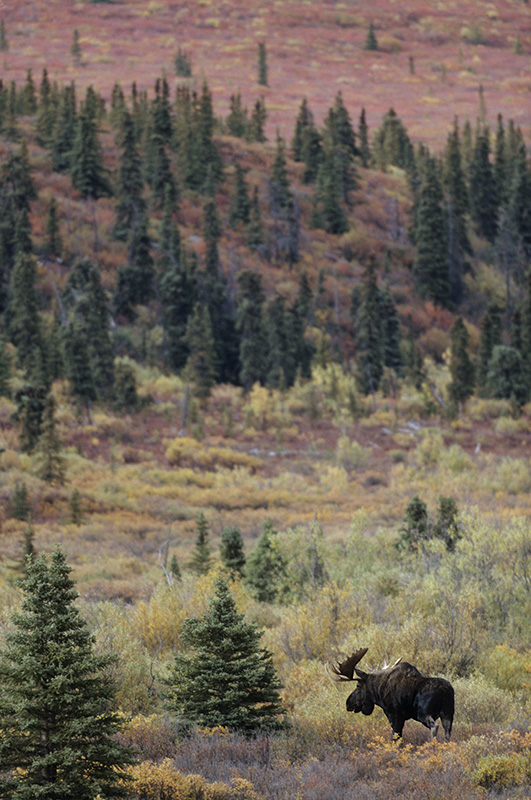 Elchschaufler in herbstlicher Tundra