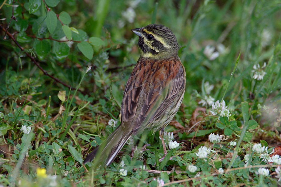 Zaunammer [Emberiza cirlus]