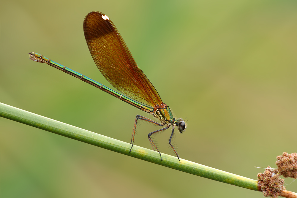 Bronzene Prachtlibelle