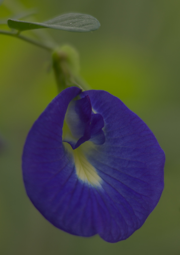 Wiesenblüte II