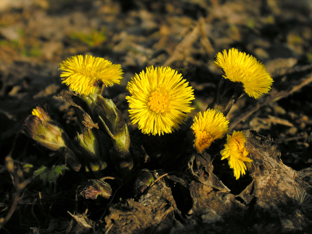 lauter kleine Sonnen