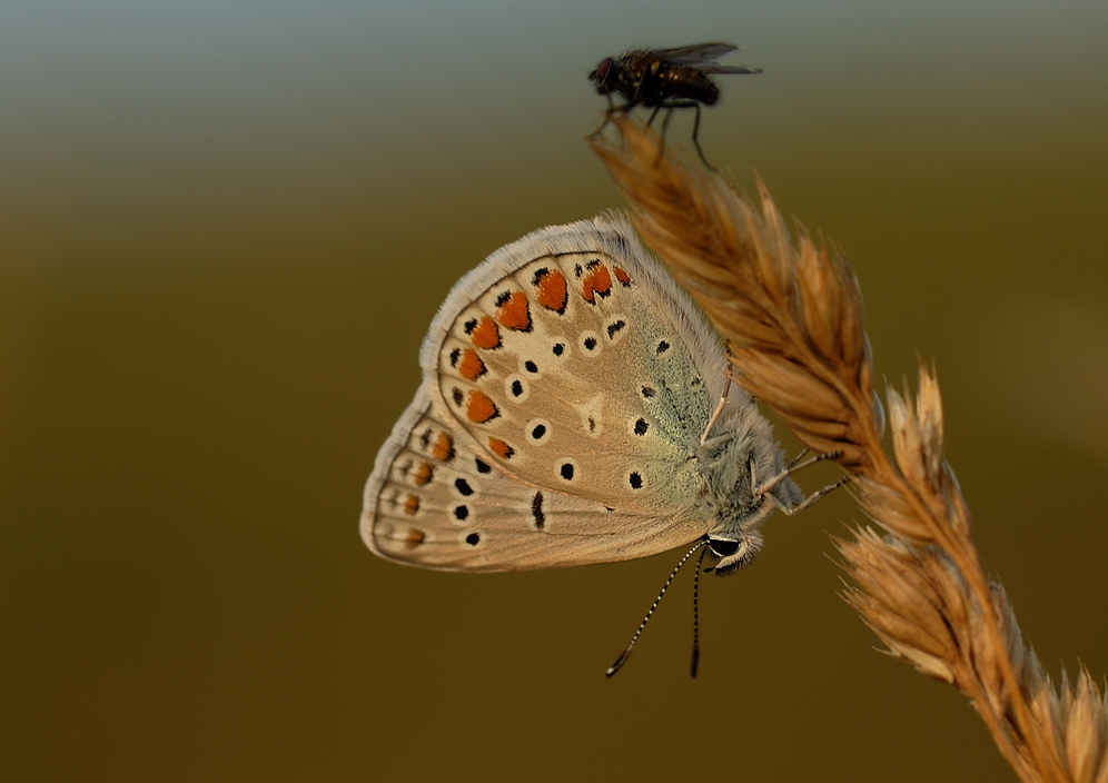 ~ Doppelmakro im Abendlicht  ~