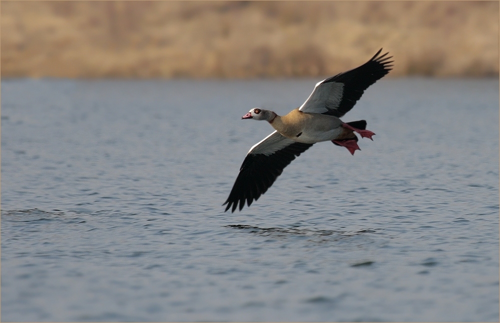 Nilgans (Alopochen aegyptiacus)