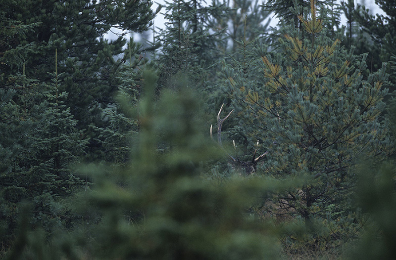 Der Geisterhirsch