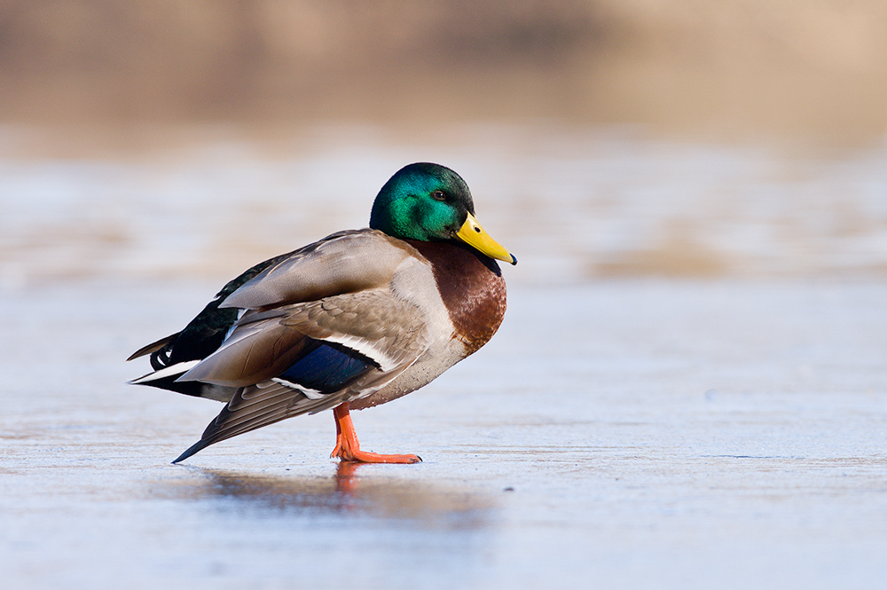 Stockente on the rocks