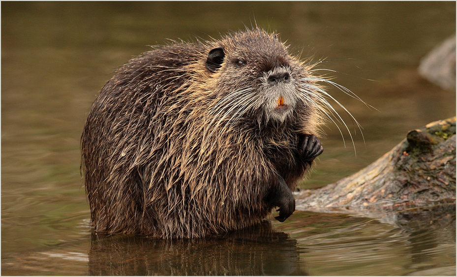 Nutria