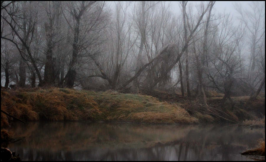 Nebel in der Au