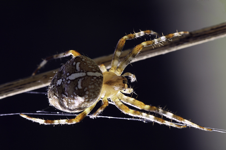 Kreuzspinne
