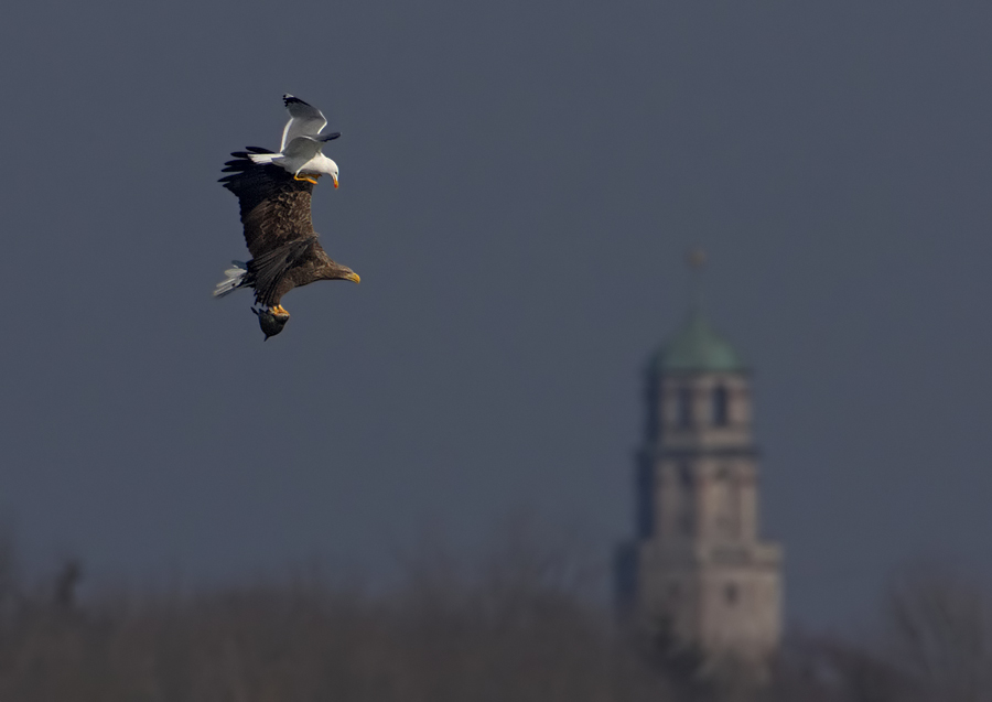 3 Tiere und 1 Kirchturm